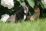 BULL TERRIER MINIATURE 215